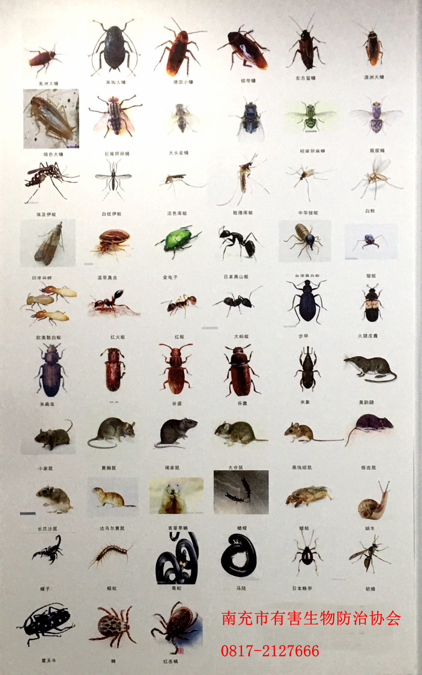 常见害虫,家庭常见虫,常见虫名称及图片(第15页)_大山谷图库